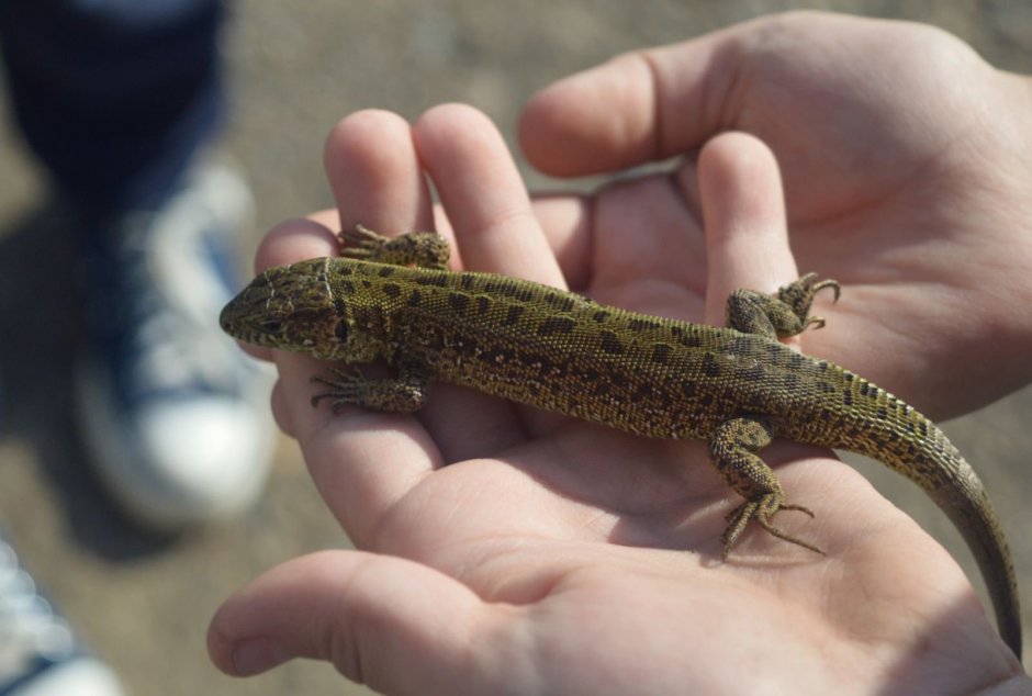 Карликовый геккон (Sphaerodactylus ariasae)