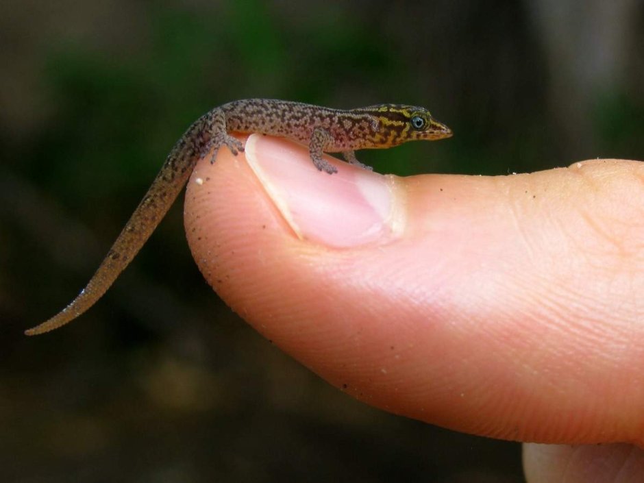 Карликовый геккон (Sphaerodactylus ariasae)