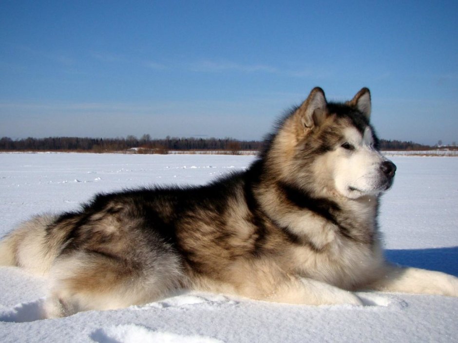 Siberian Husky wooly