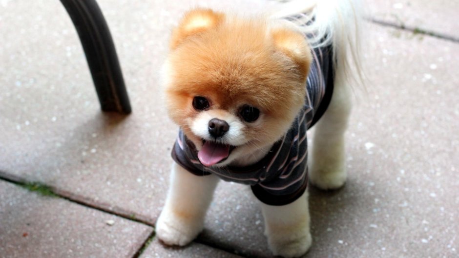 Померанский шпиц Boo