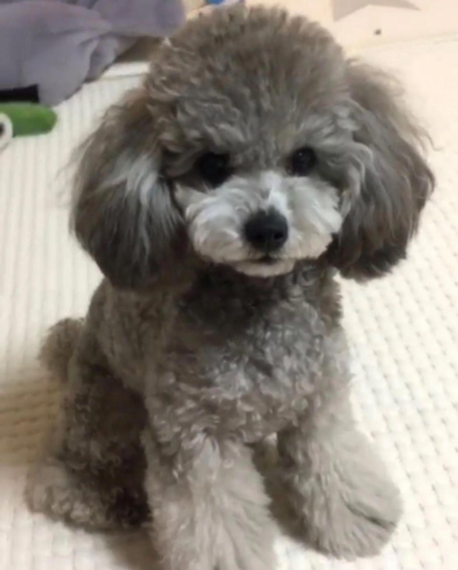 Silver Toy Poodle