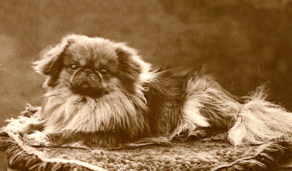 Пекинес китайский Императорский