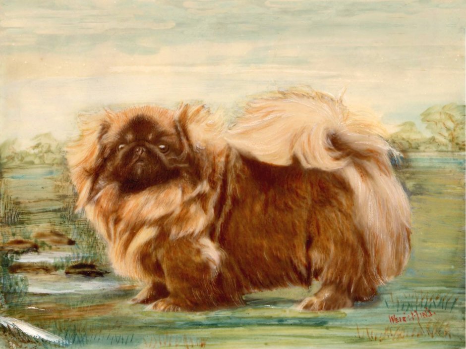 Пекинес Король