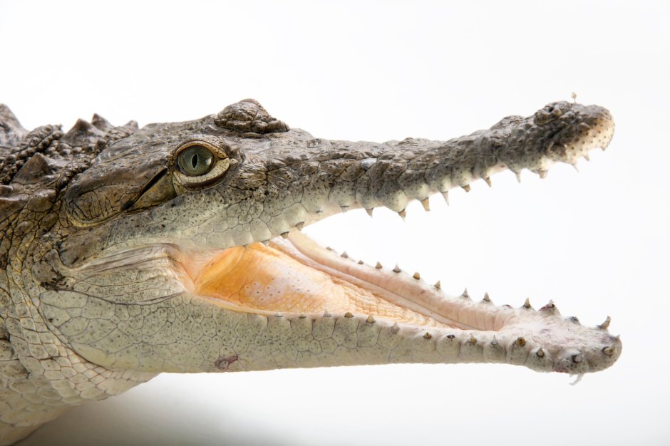 Crocodylus intermedius giant
