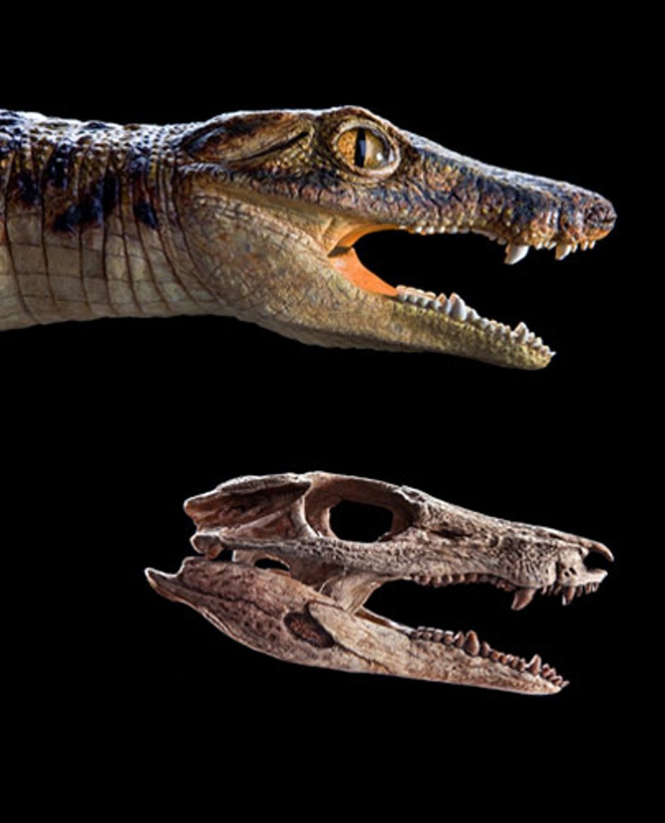 Anatosuchus Minor