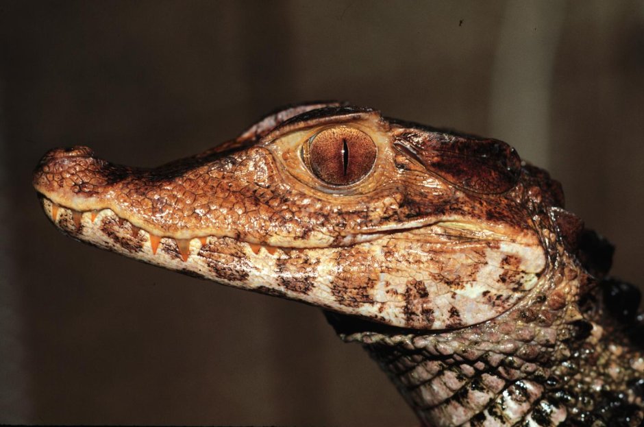 Crocodylus mindorensis