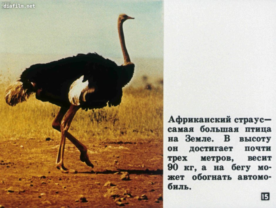 Страус убегает