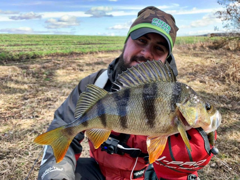 Окунь perca fluviatilis