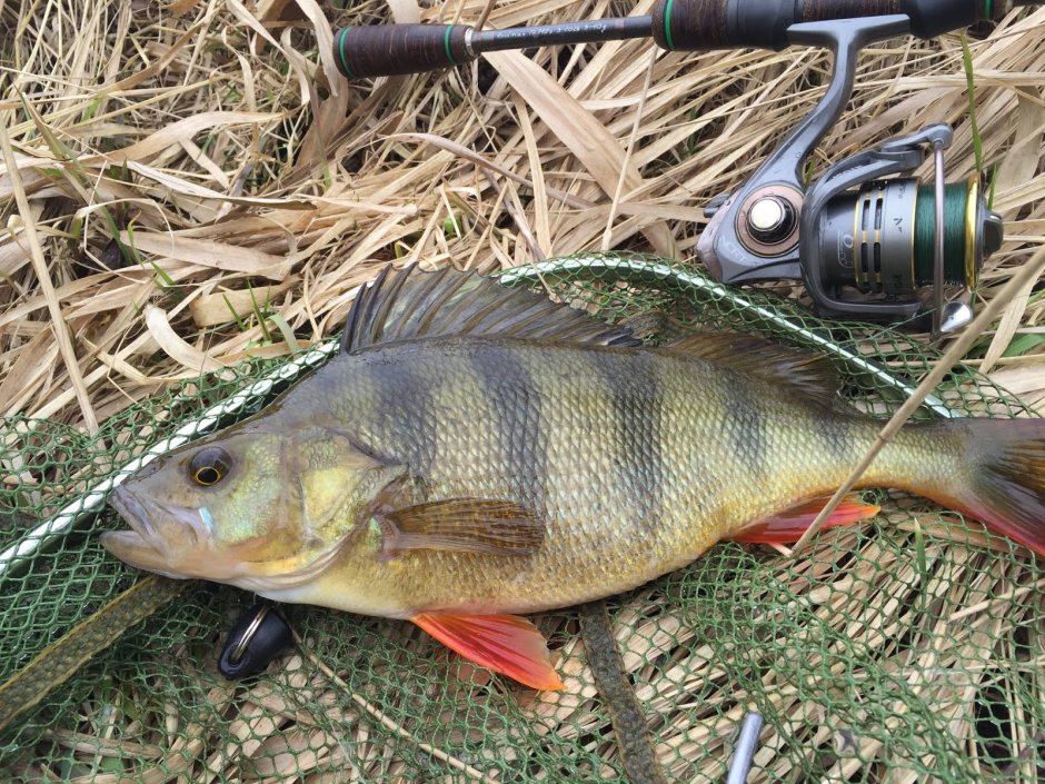 Окунь perca fluviatilis