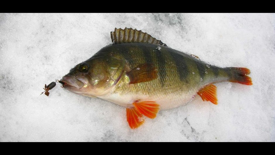 Sebastes melanops