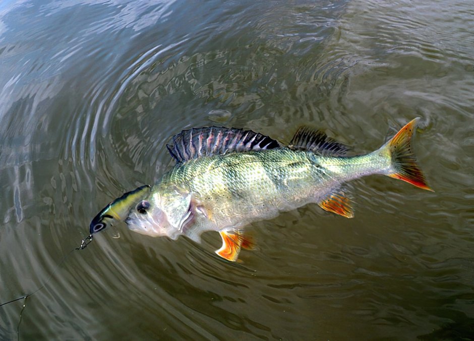 Окунь perca fluviatilis