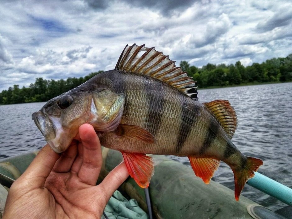 Perca schrenkii окунь