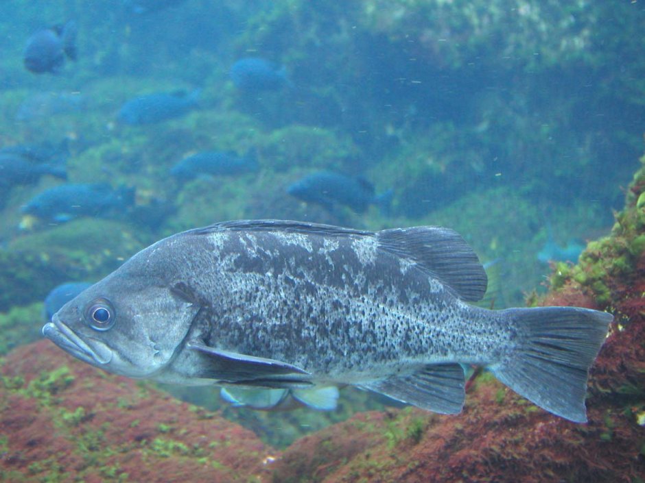 Речной окунь perca fluviatilis