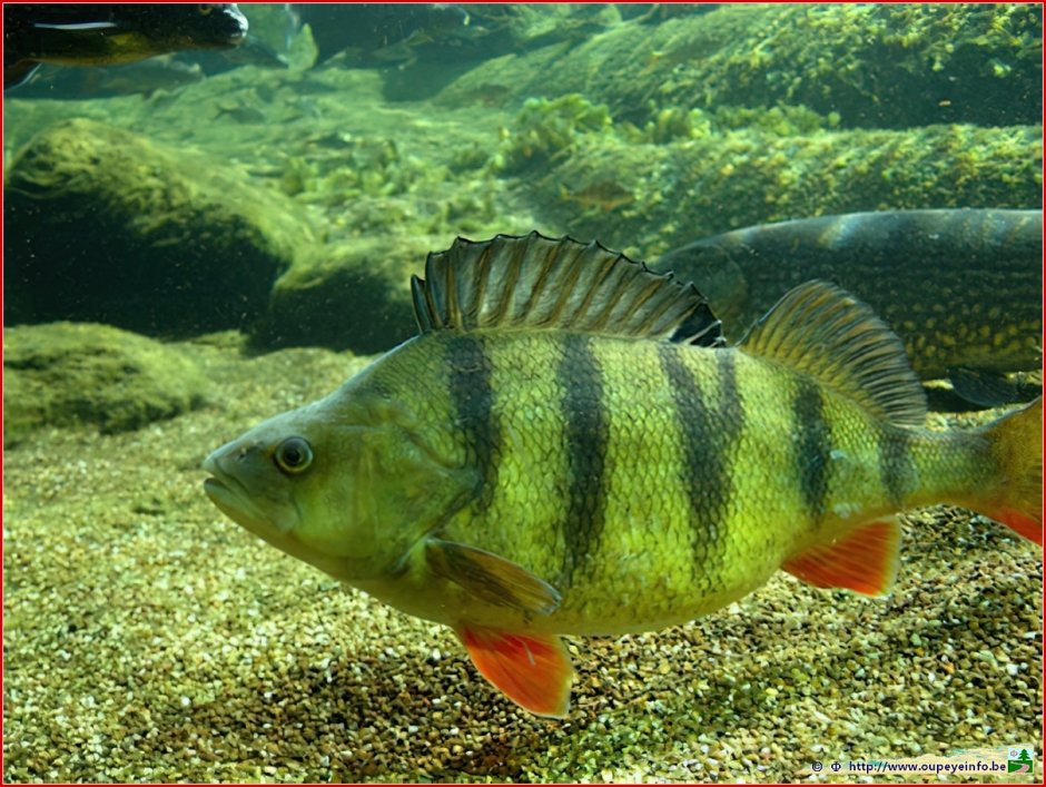 Речной окунь perca fluviatilis