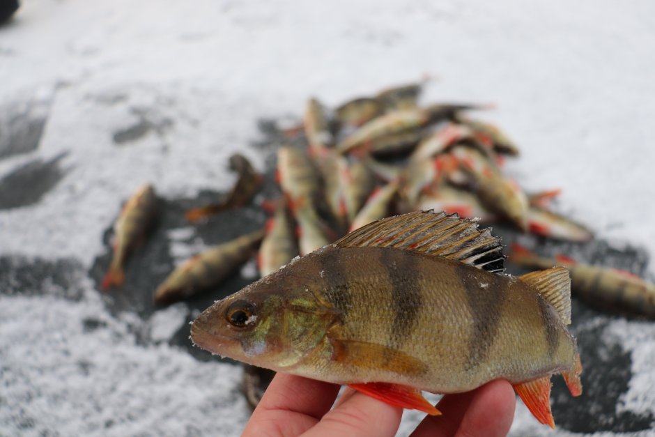 Окунь perca fluviatilis