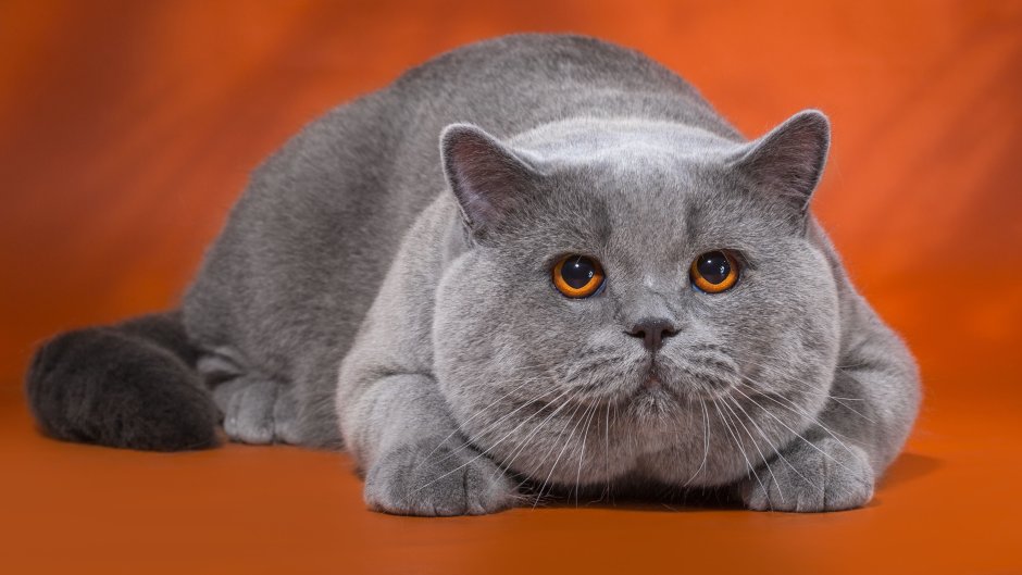 Британский короткошерстный кот