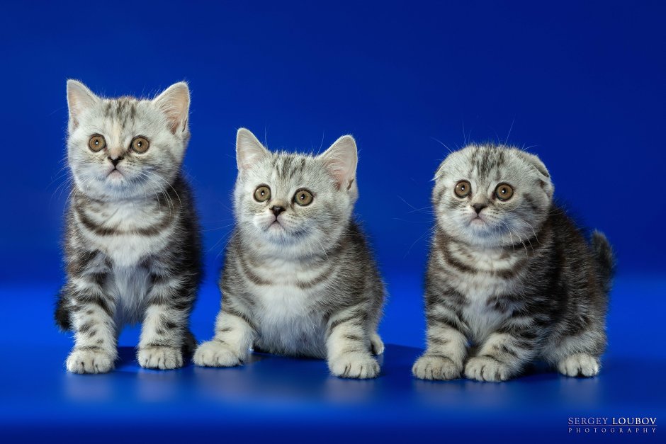 Шотландские котята вислоухие и прямоухие
