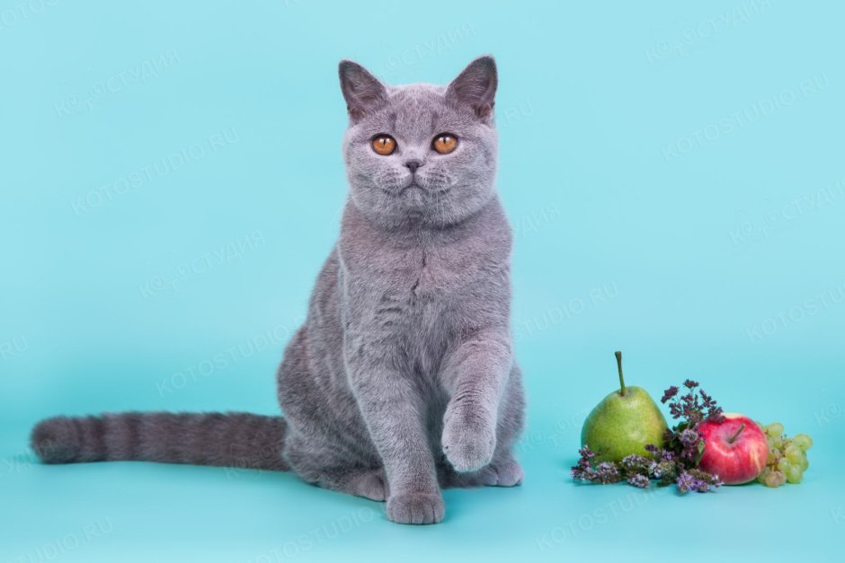 Скоттиш страйт лиловый мрамор