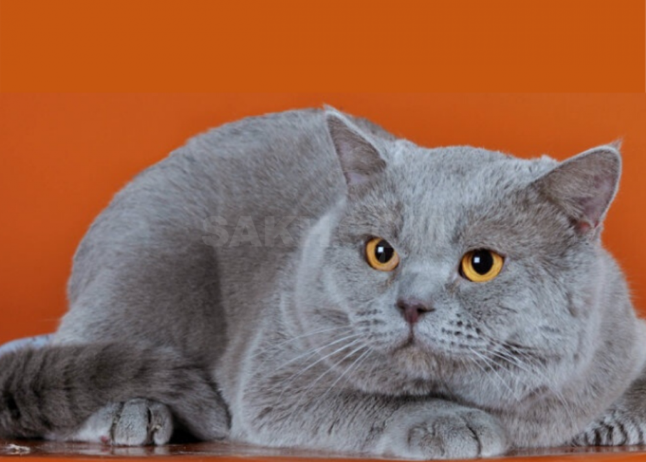 Британские коты скоттиш страйт