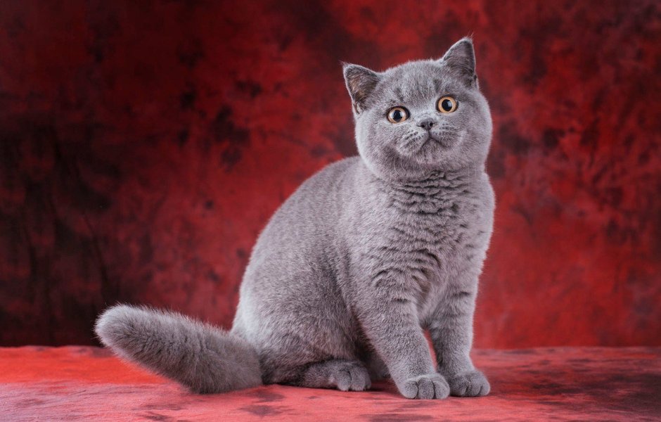 Витанская короткошёрстная кошка