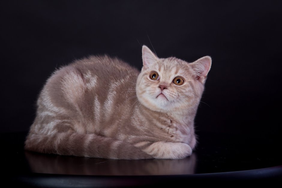 Девочка скоттиш страйт Шотландская