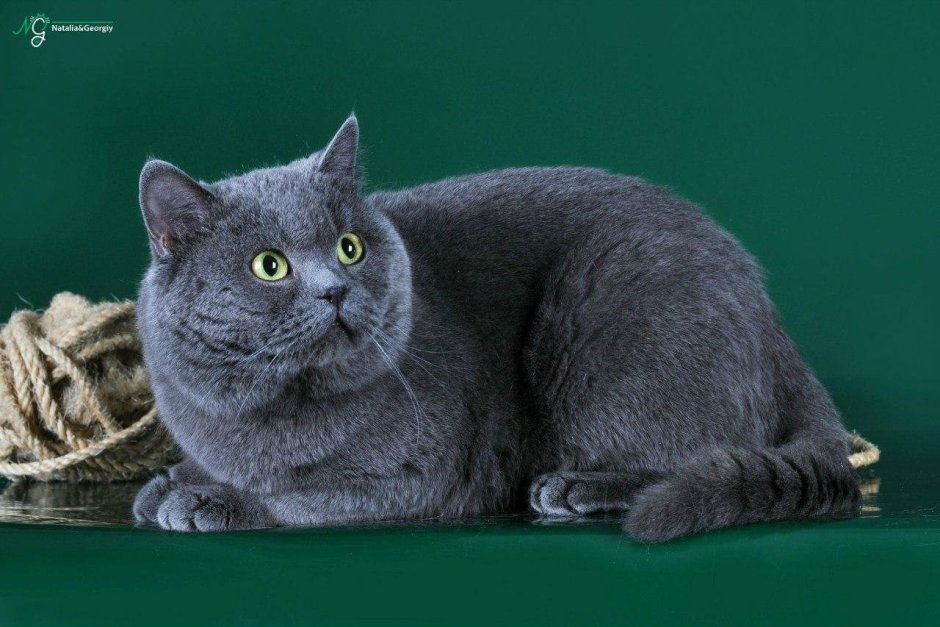 Британская кошка вискас