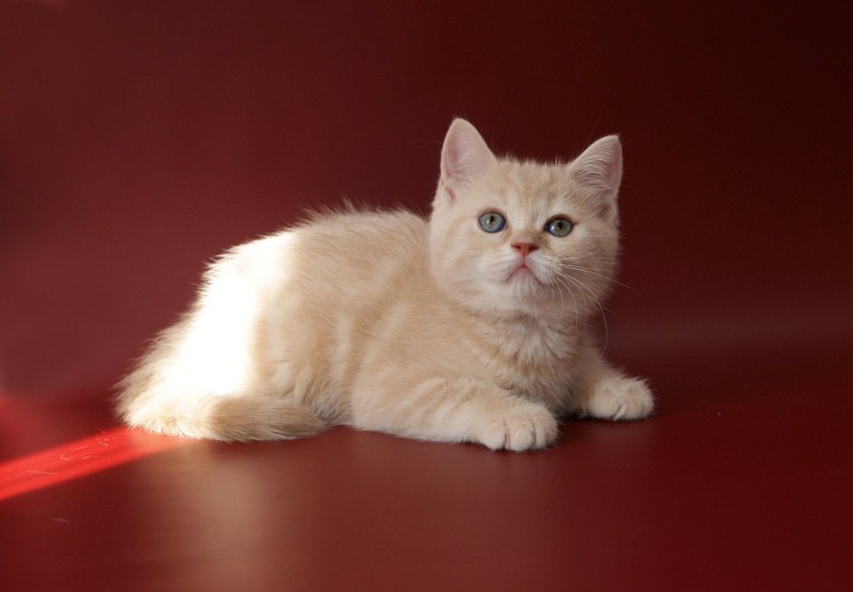 Шотландская прямоухая котенок