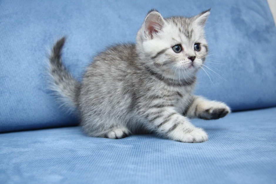 Британец кошка котенок
