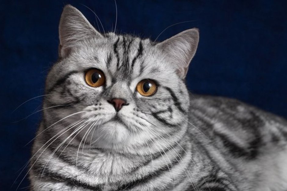 Шотландская кошка прямоухая светлая