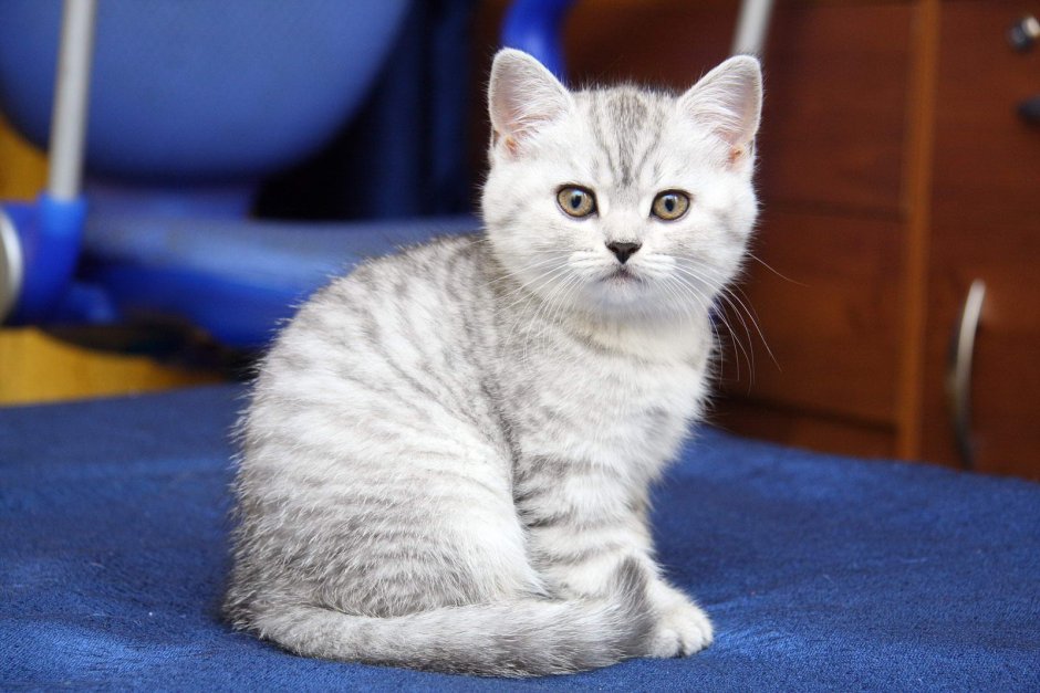 Скоттиш страйт табби котенок