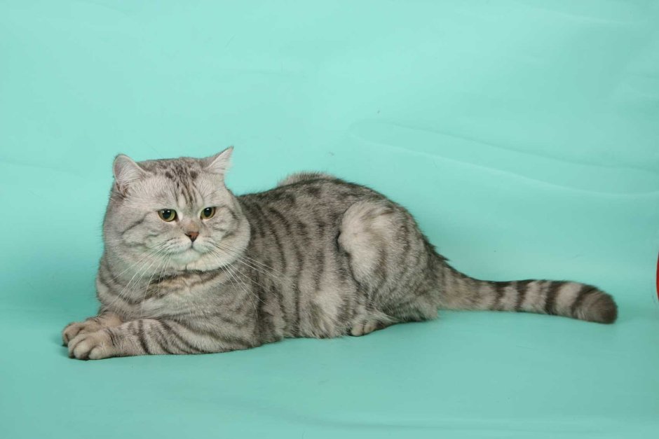 Шотландский кот прямоухий серый
