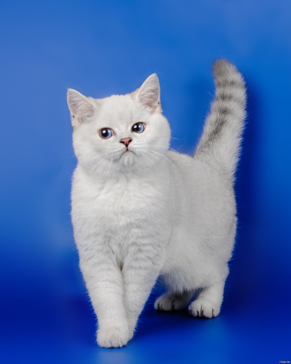 Шотландская прямоухая короткошерстная