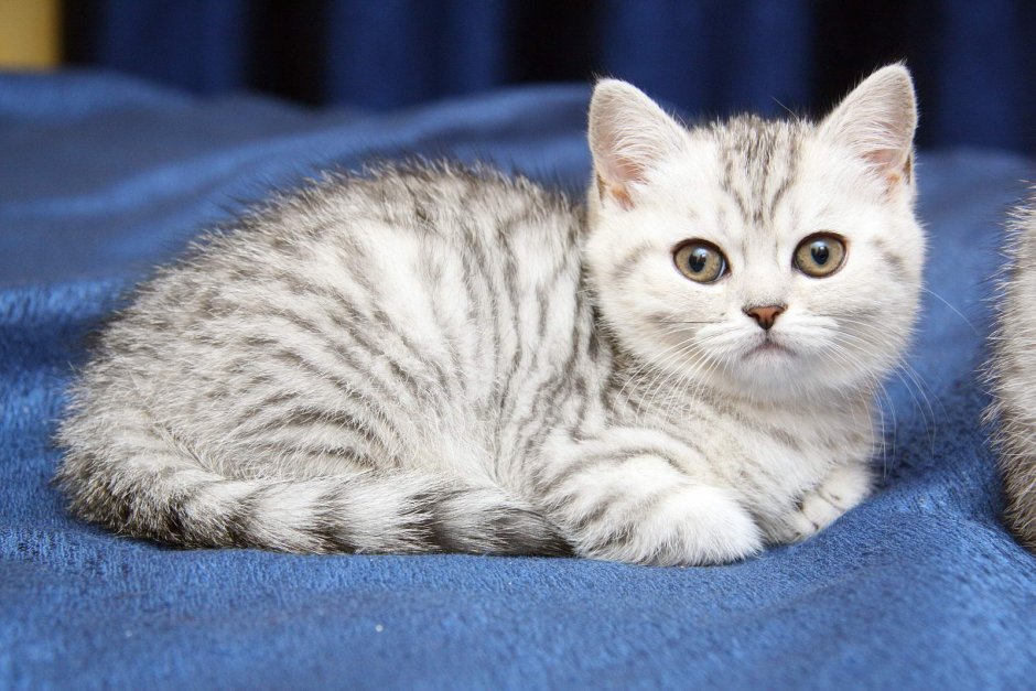 Британская кошка короткошерстная серая