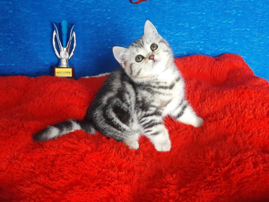 Шотландская скоттиш страйт мраморный окрас