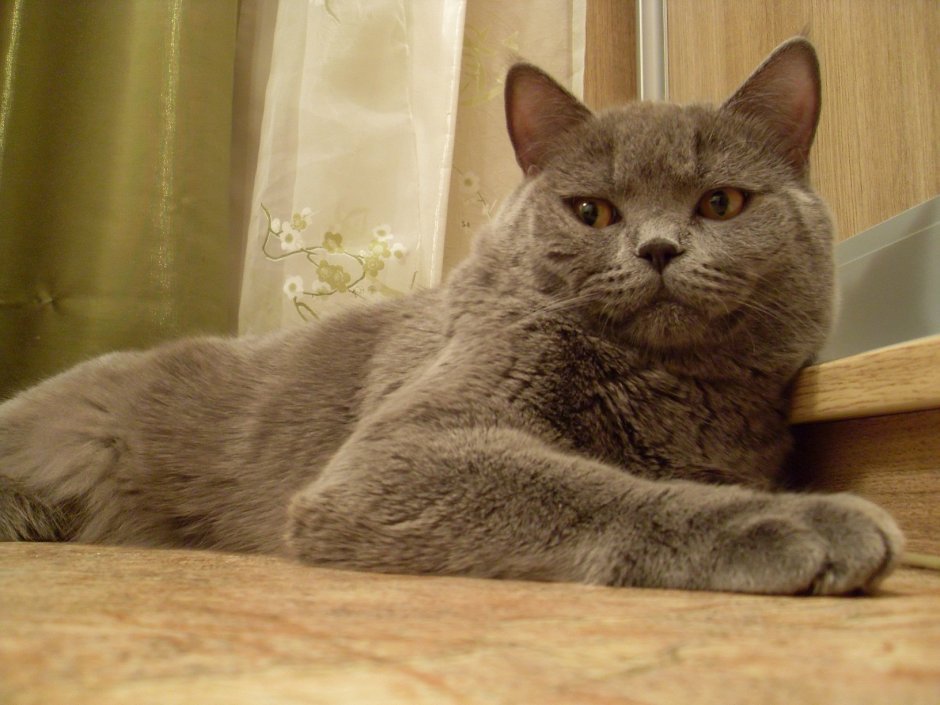 Шотландский скоттиш страйт