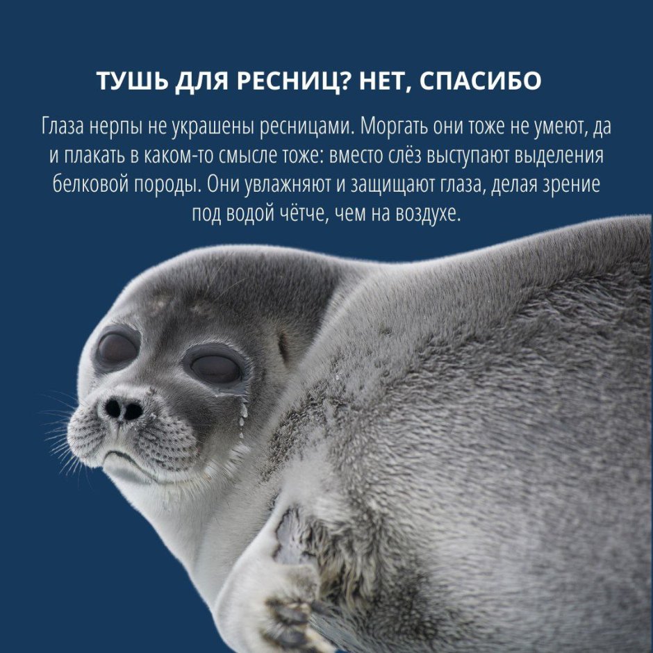 Белек гренландского тюленя