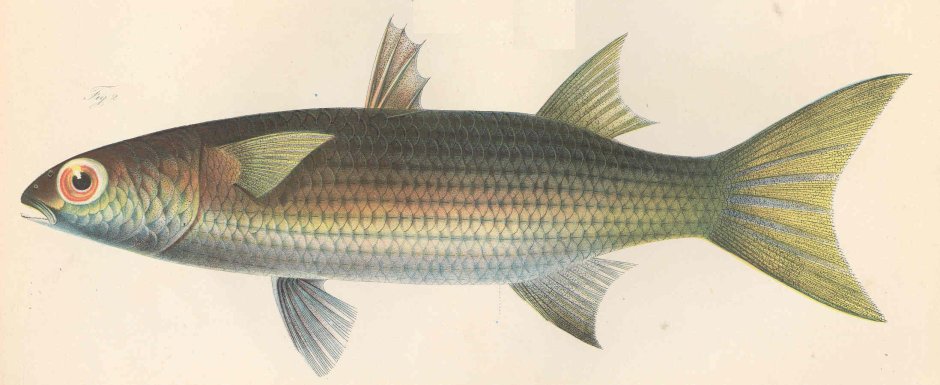 Лобан (Mugil cephalus)