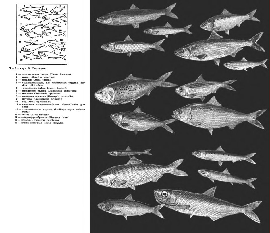 Черноморско-Азовская морская сельдь