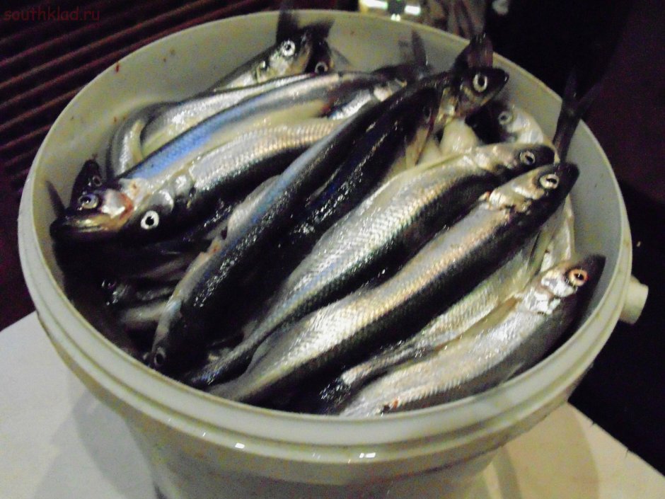 Alosa Alosa