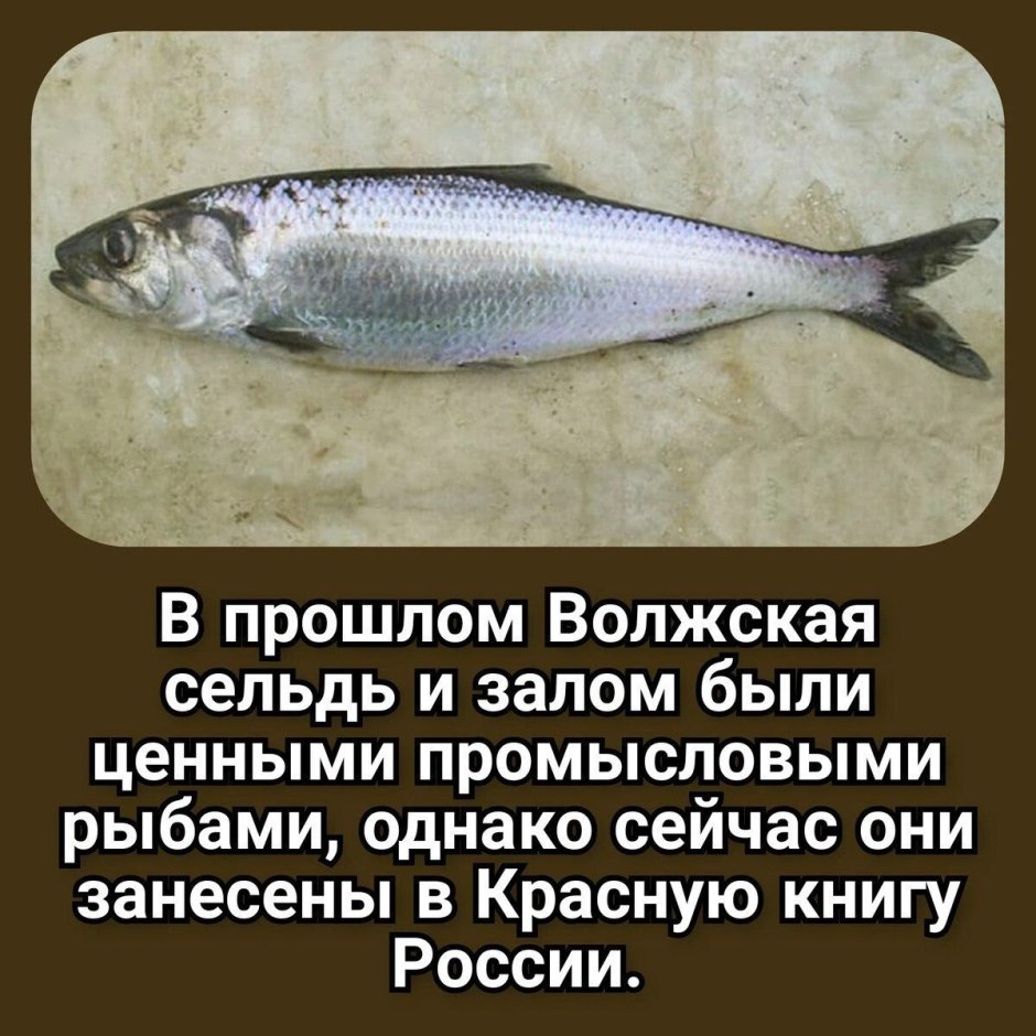 Волжская сельдь