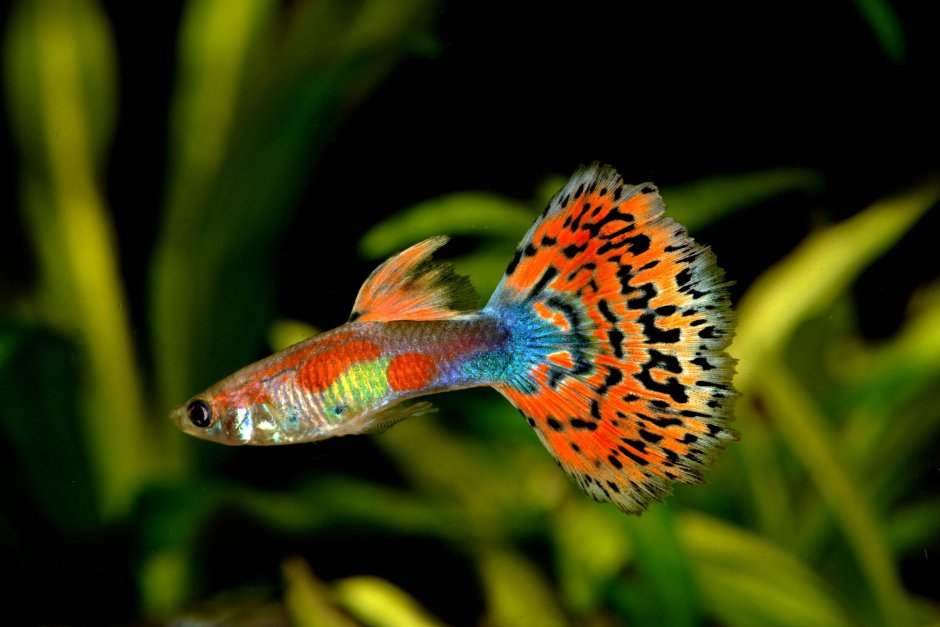 Рыба гуппи Poecilia reticulata