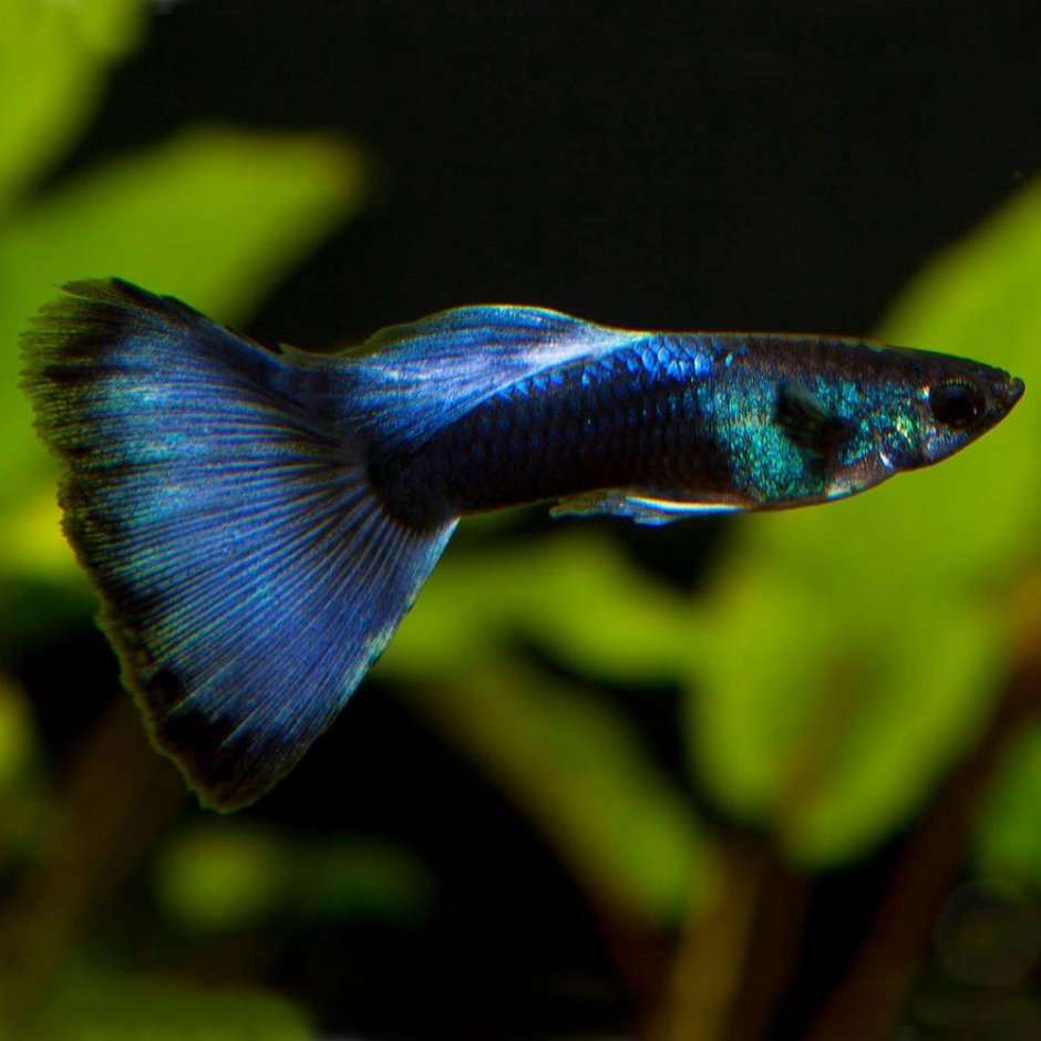 Inbreeding with Guppies