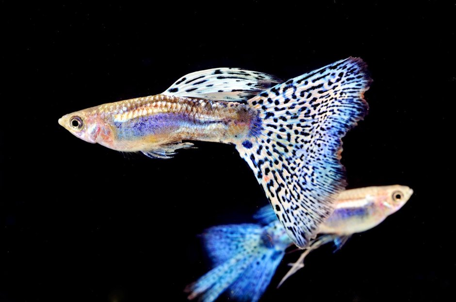 Гуппи Poecilia reticulata