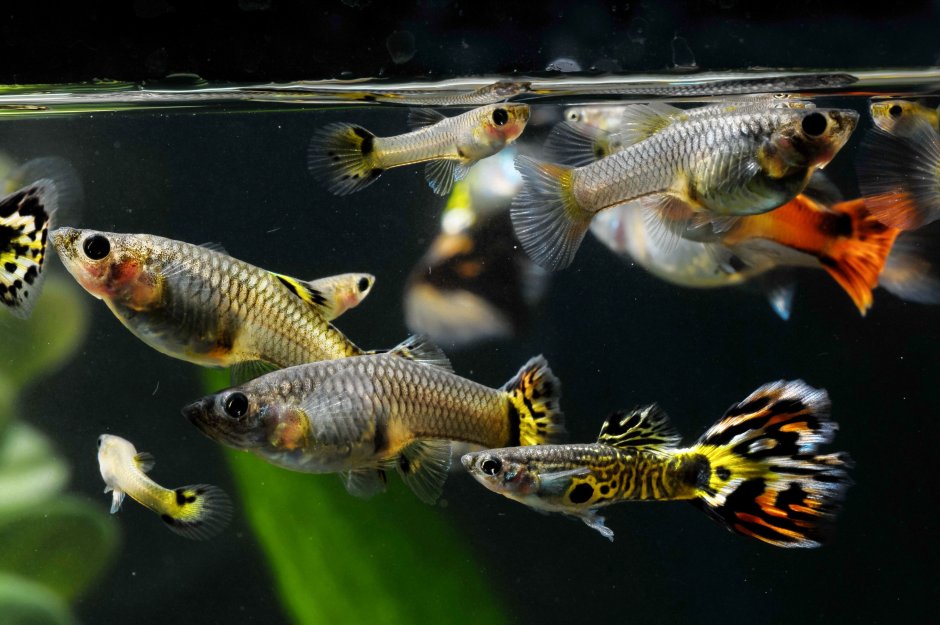 Poecilia reticulata