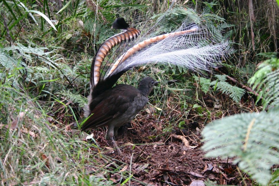 Ahern Cecelia "Lyrebird"