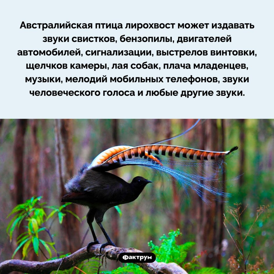 Подражание лирохвост