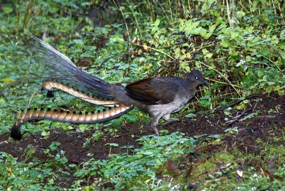 Lyrebird mimics Chainsaw