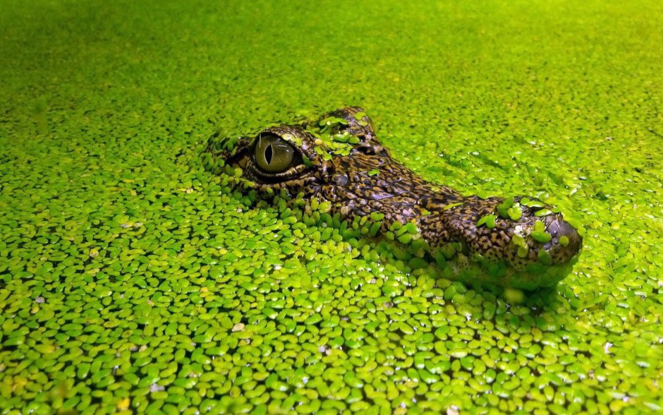 Ряска зеленая водоросль