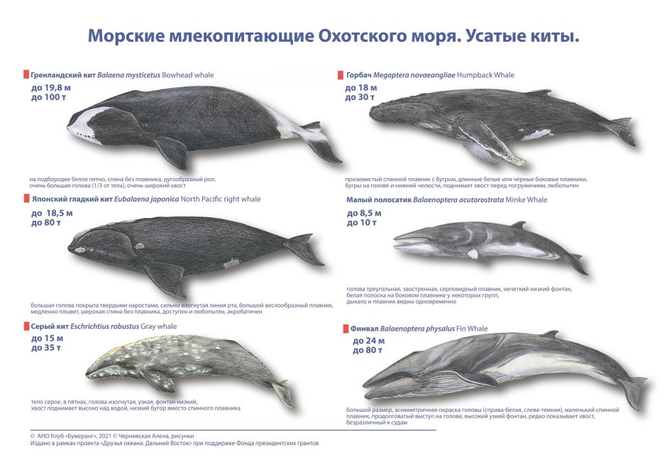 Виды морских млекопитающих