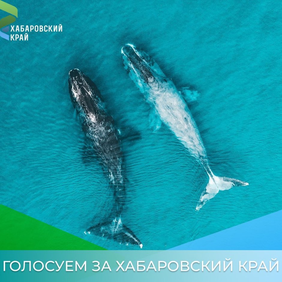 Охотское море киты
